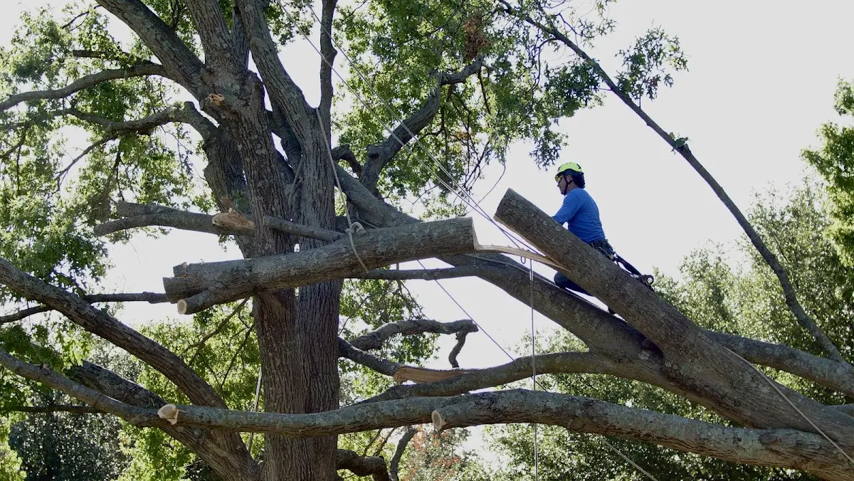 Professional Crown Thinning performed by certified arborists in Scuddy